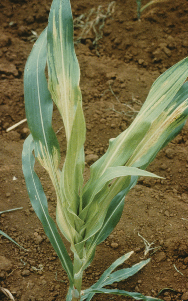 Downy mildew of maize