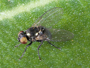 maize stem fly