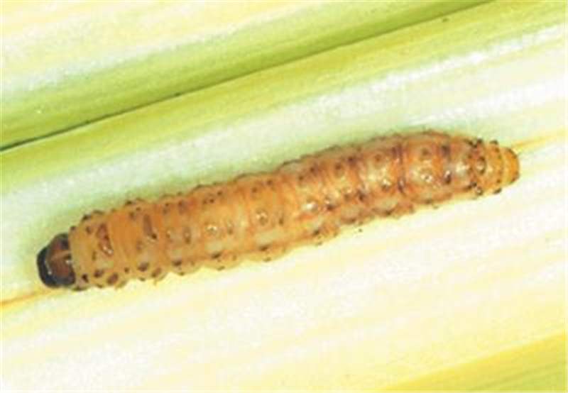 maize stem borer