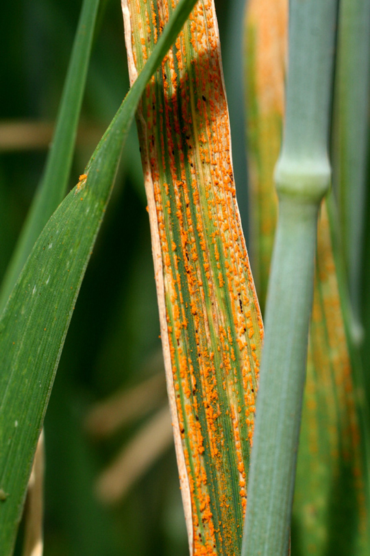 yellow stripe rust of wheat