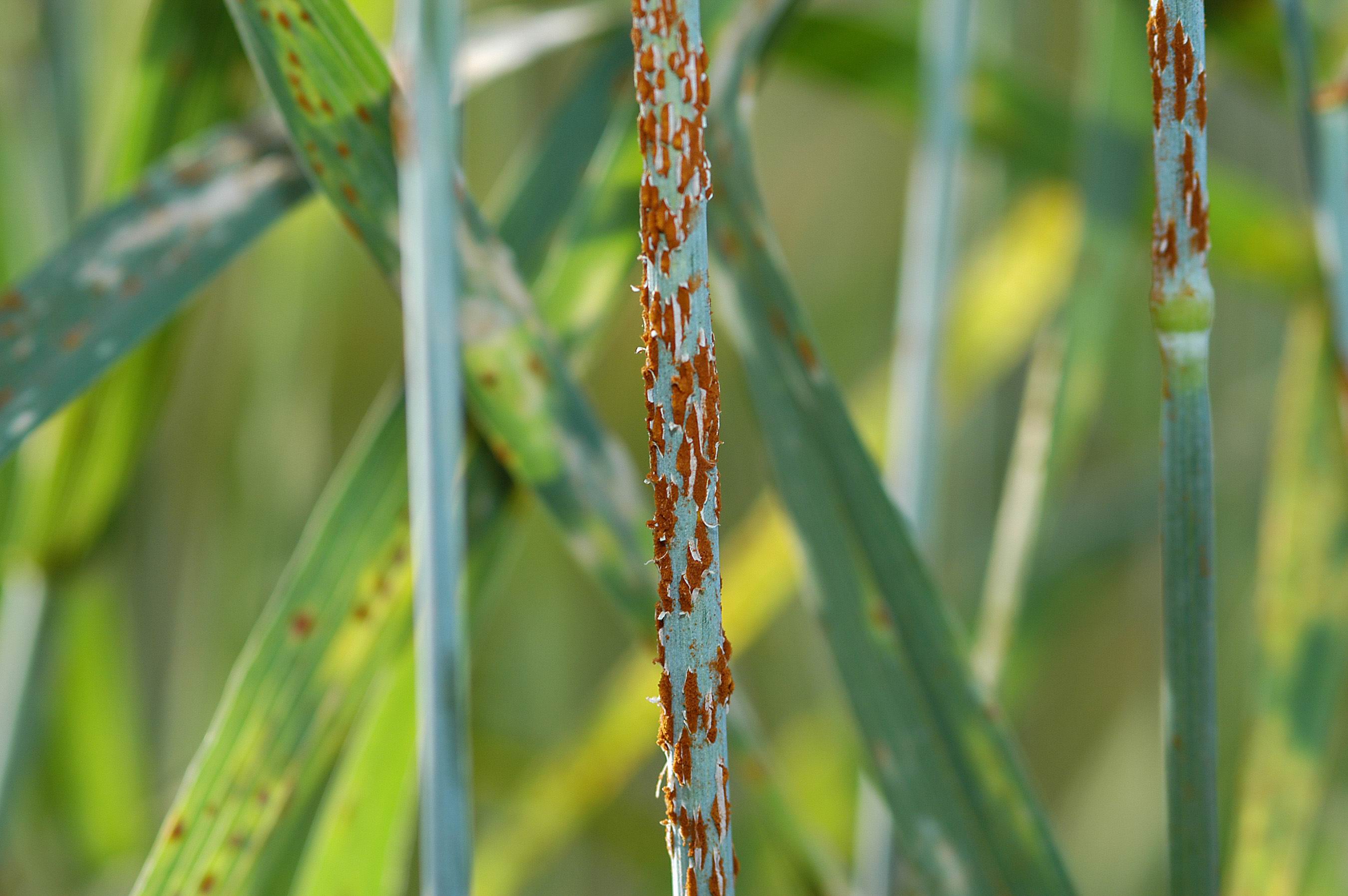 black stem rust of wheat