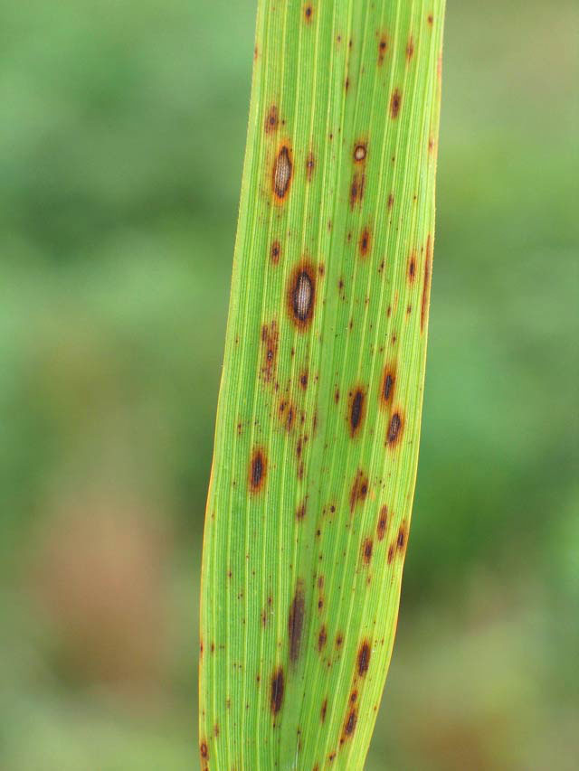 brow spot disease of rice
