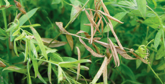 stemphylium blight of lentil