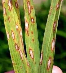 Rice blast disease