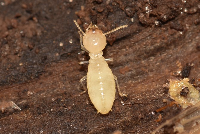 termite