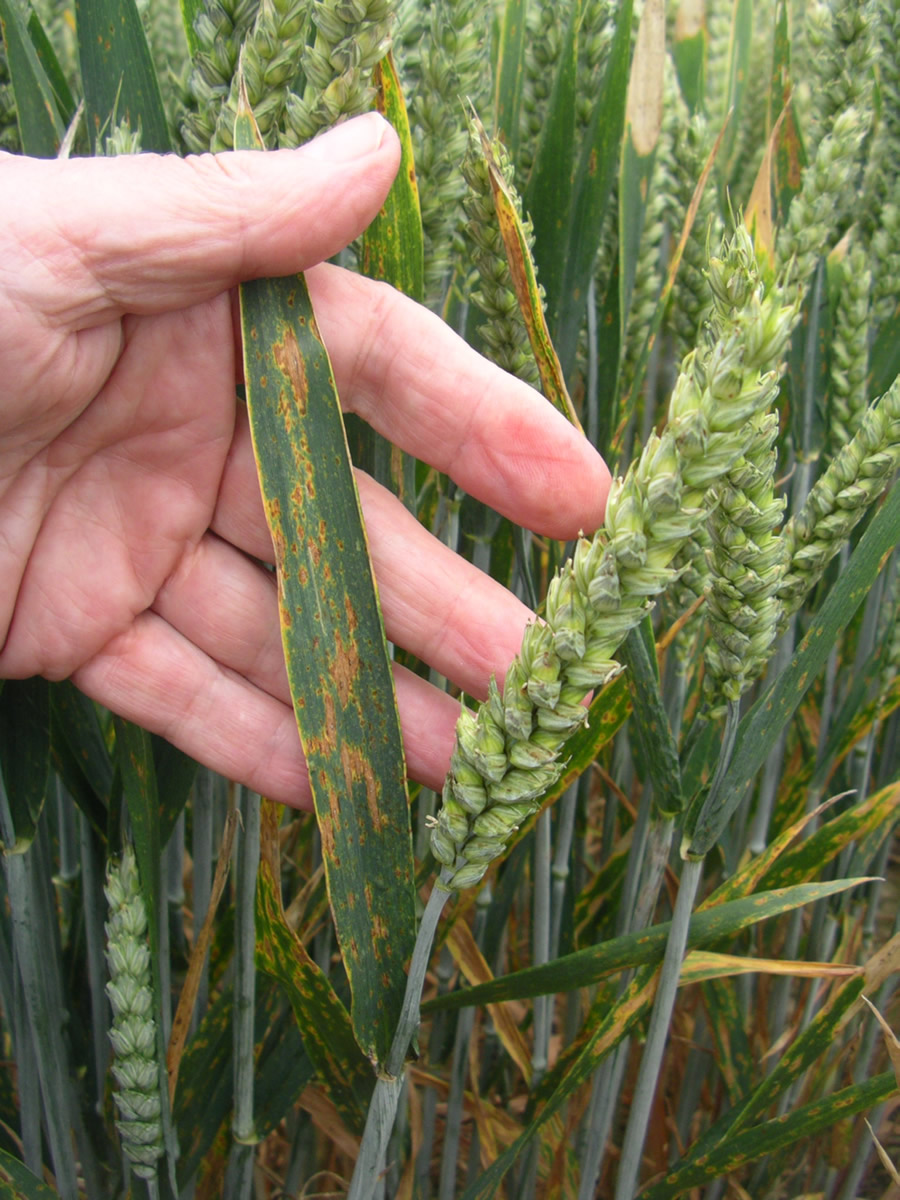 Tanspot of wheat