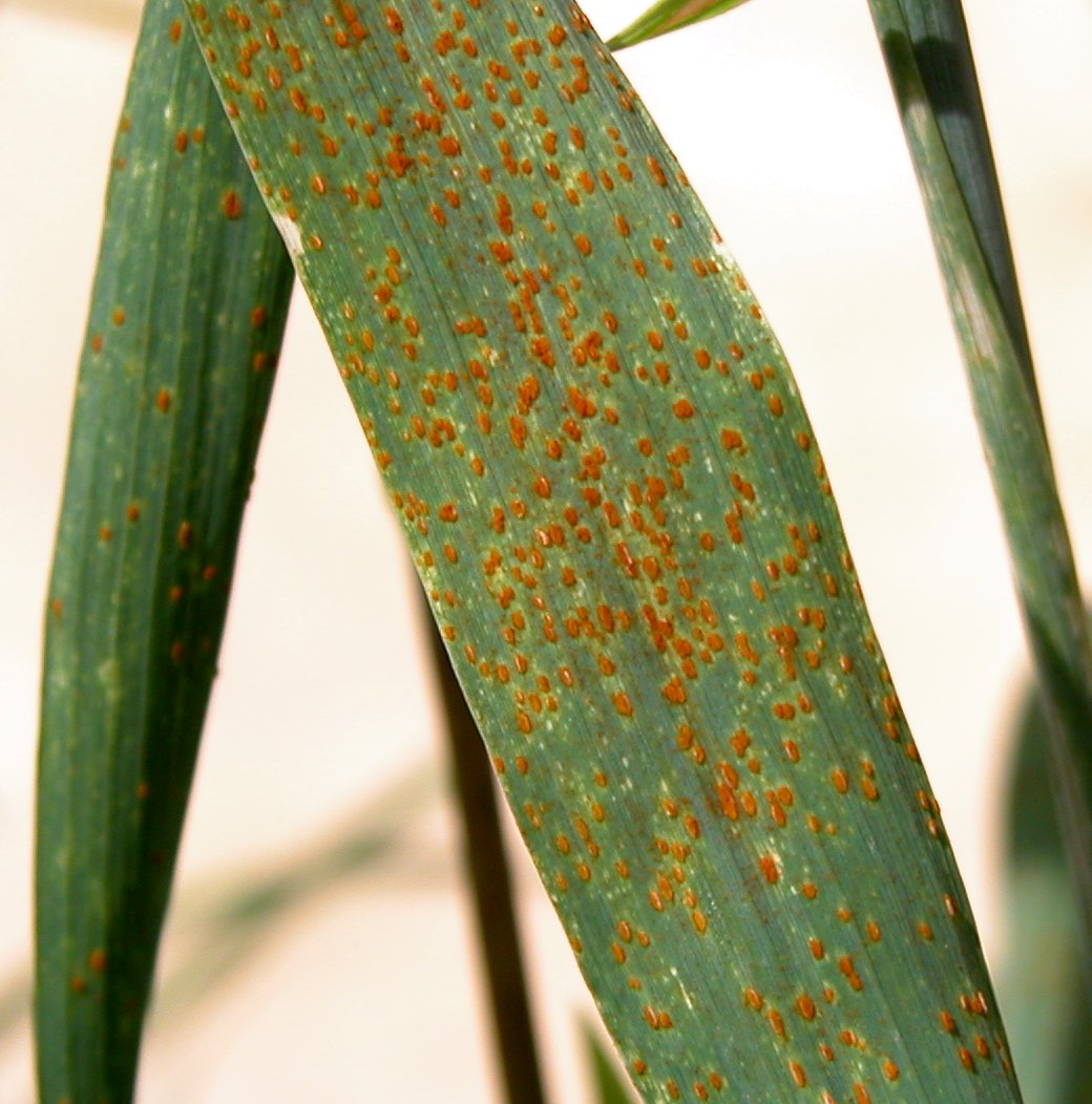 brown leaf rust of wheat