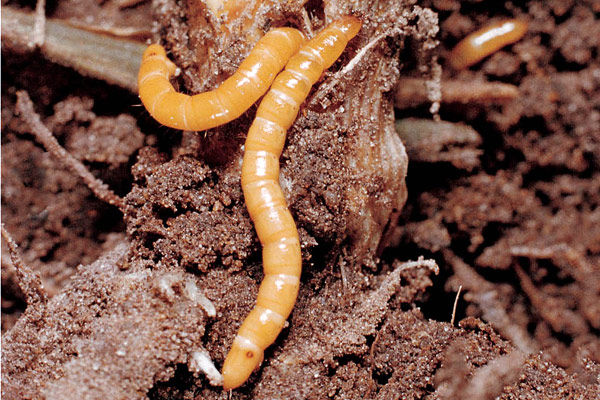 wireworm